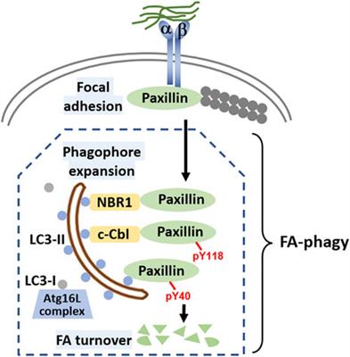 Mechanisms of FA-Phagy, a New Form of Selective Autophagy/Organellophagy